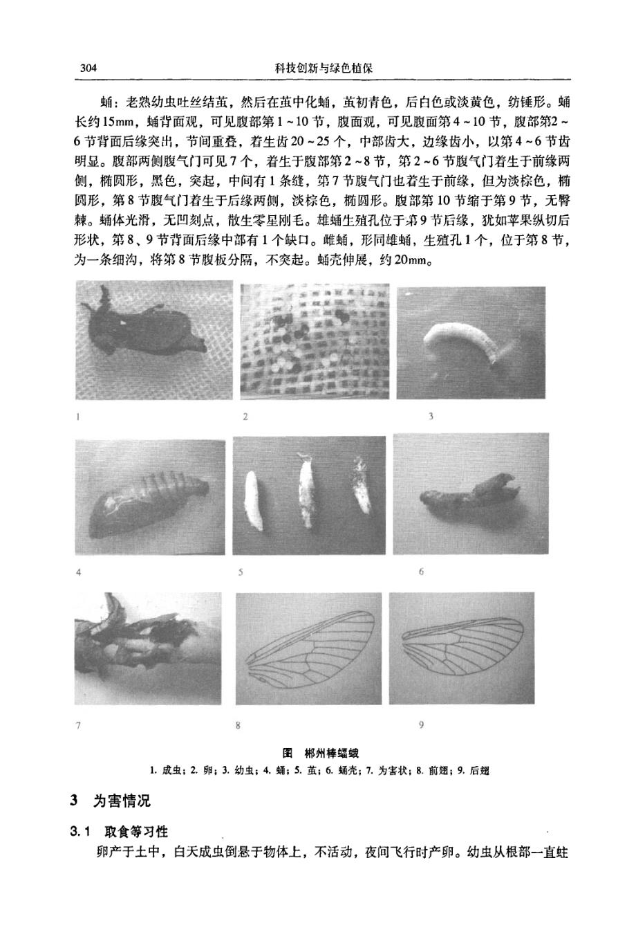 上海棒蝠蛾属一新记录鳞翅目蝙蝠蛾科_第2页