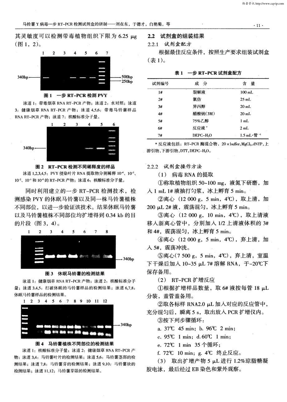 马铃薯Y病毒一步RT—PCR检测试剂盒的研制_第3页