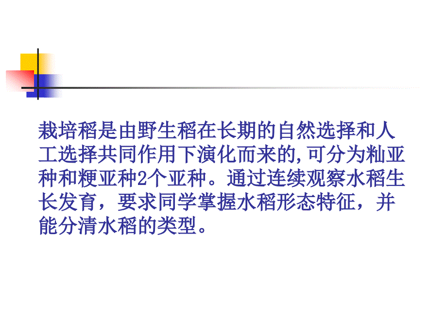 北京农学院农事学-第15讲水稻的植株形态观察_第2页