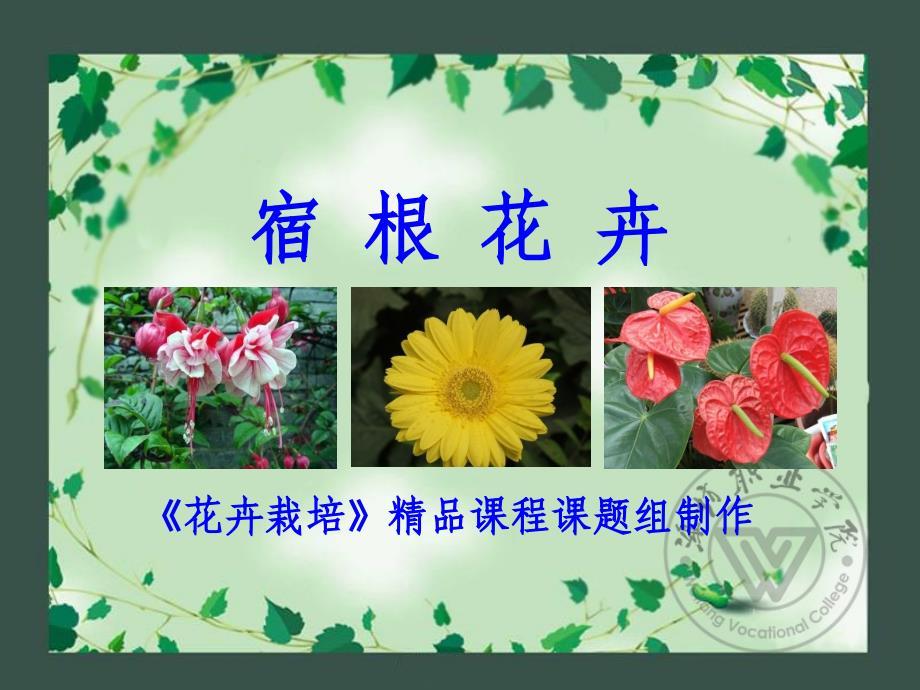 潍坊职业学院花卉学6.2宿根类花卉栽培
