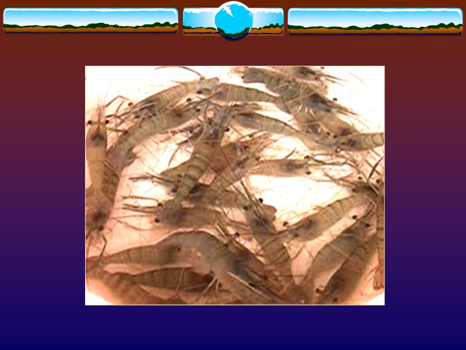 《特种水产养殖学》-1无脊椎动物养殖-3日本沼虾_第3页