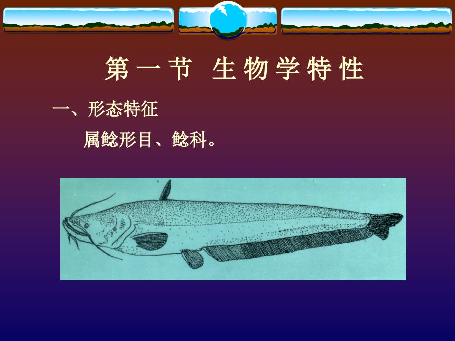 《特种水产养殖学》-2名特鱼类养殖-2大口鲶养殖_第3页
