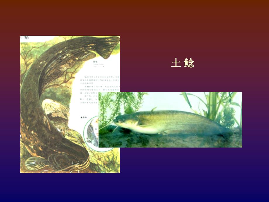 《特种水产养殖学》-2名特鱼类养殖-2大口鲶养殖_第4页
