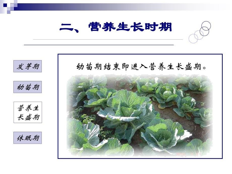 蔬菜学3蔬菜的生育周期_第5页