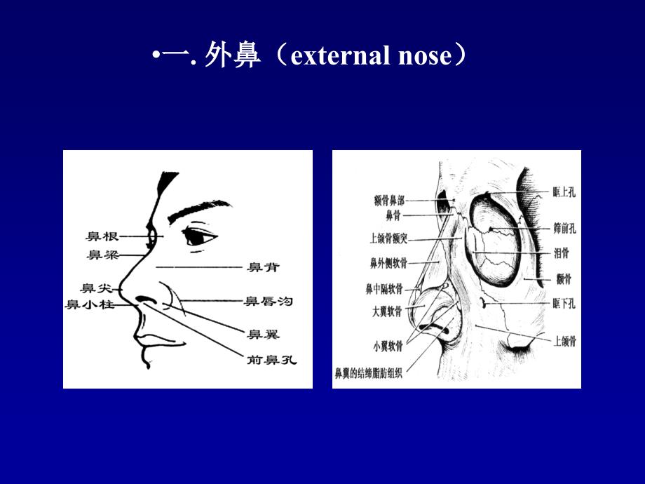 耳鼻咽喉头颈外科学——耳鼻咽喉应用解剖_第4页