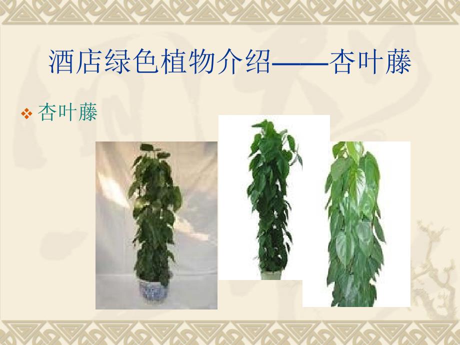 酒店绿色植物的知识介绍_第2页