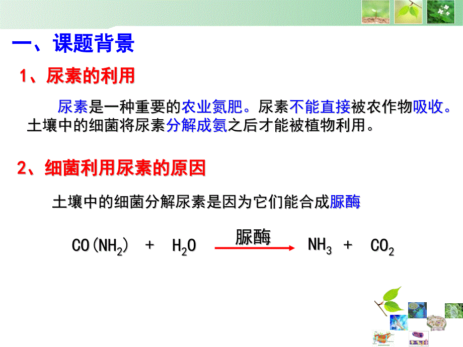 2015-2016学年 2.2《土壤中分解尿素的细菌的分离与计数》课时 1 课件_第4页