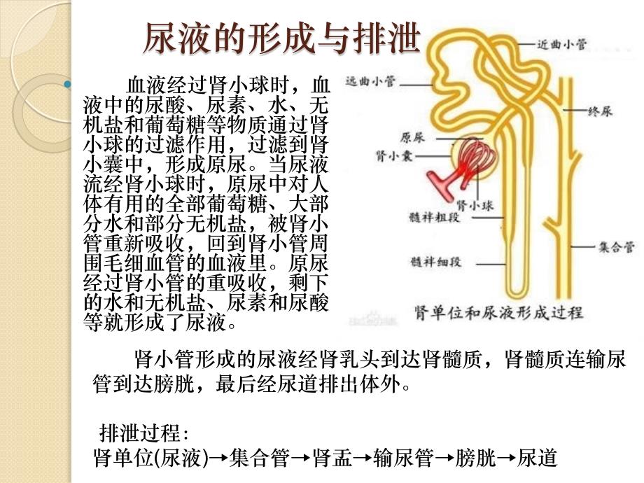 从尿液中判断身体是否健康_第3页