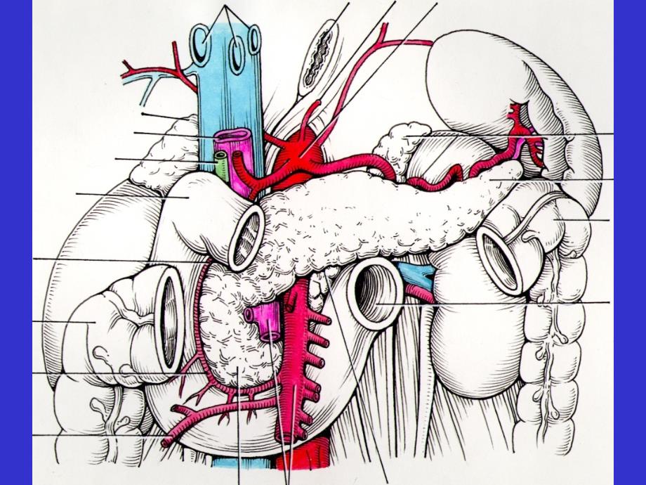 胰腺断层解剖_第3页