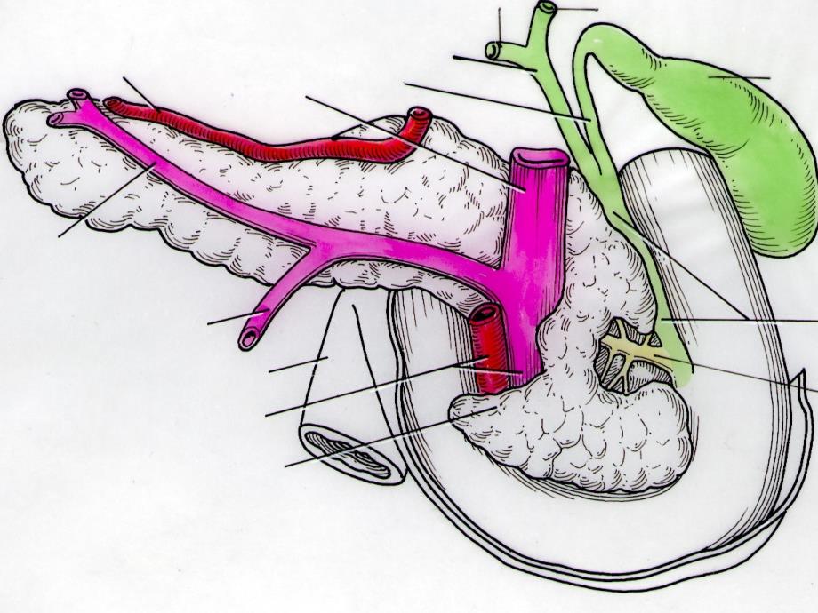 胰腺断层解剖_第4页