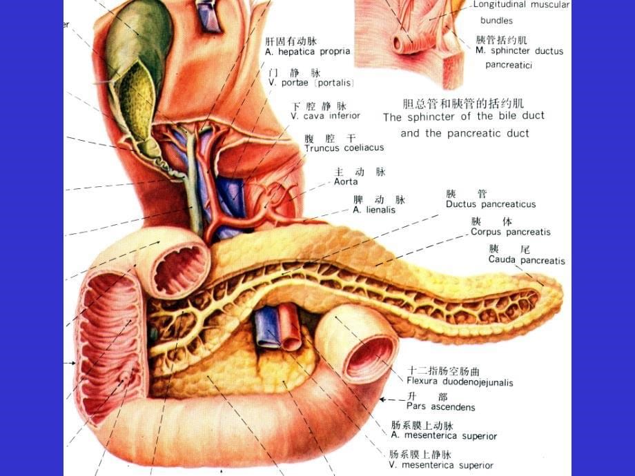 胰腺断层解剖_第5页
