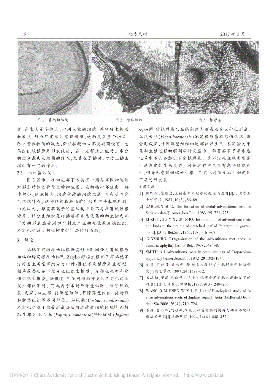 华蔓茶藨子茎解剖构造及插穗不定根的形成_第2页