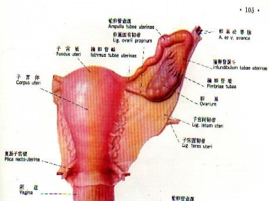 异位妊娠(输卵管妊娠)_第5页