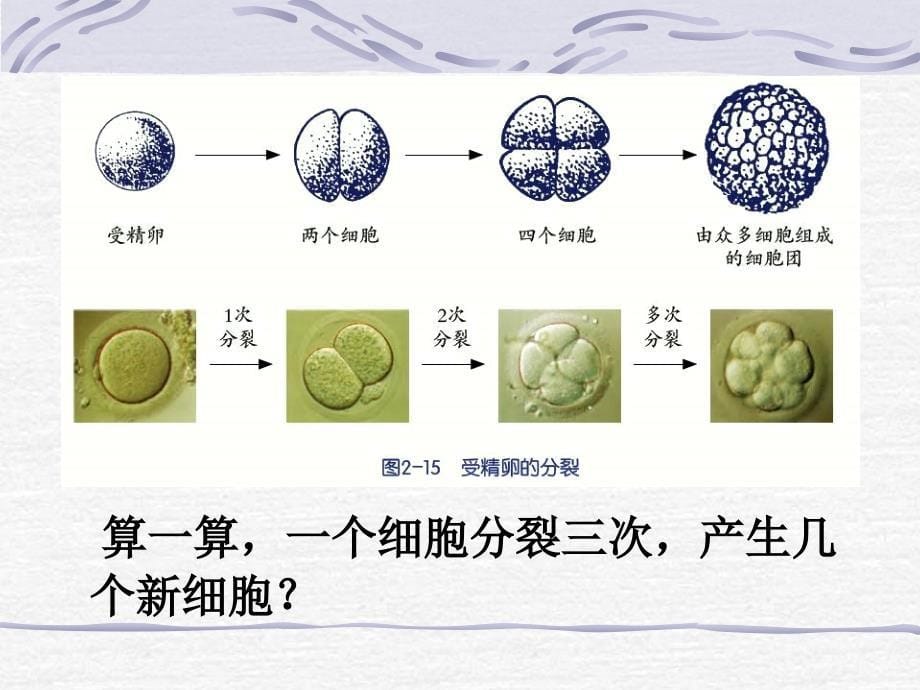 浙教版生物体的结构层次用_第5页