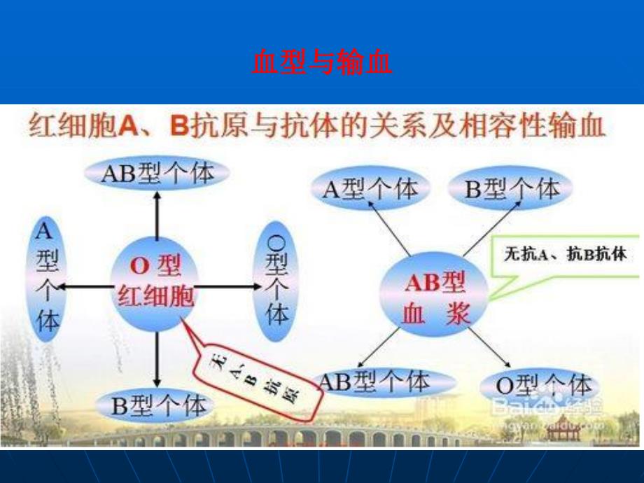 外科学课件-.输血-张付伟_第4页