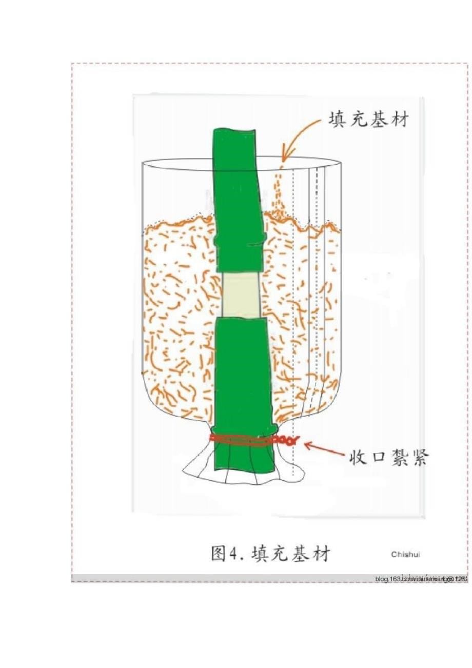 【精选】大型香樟树移植新方法_第5页