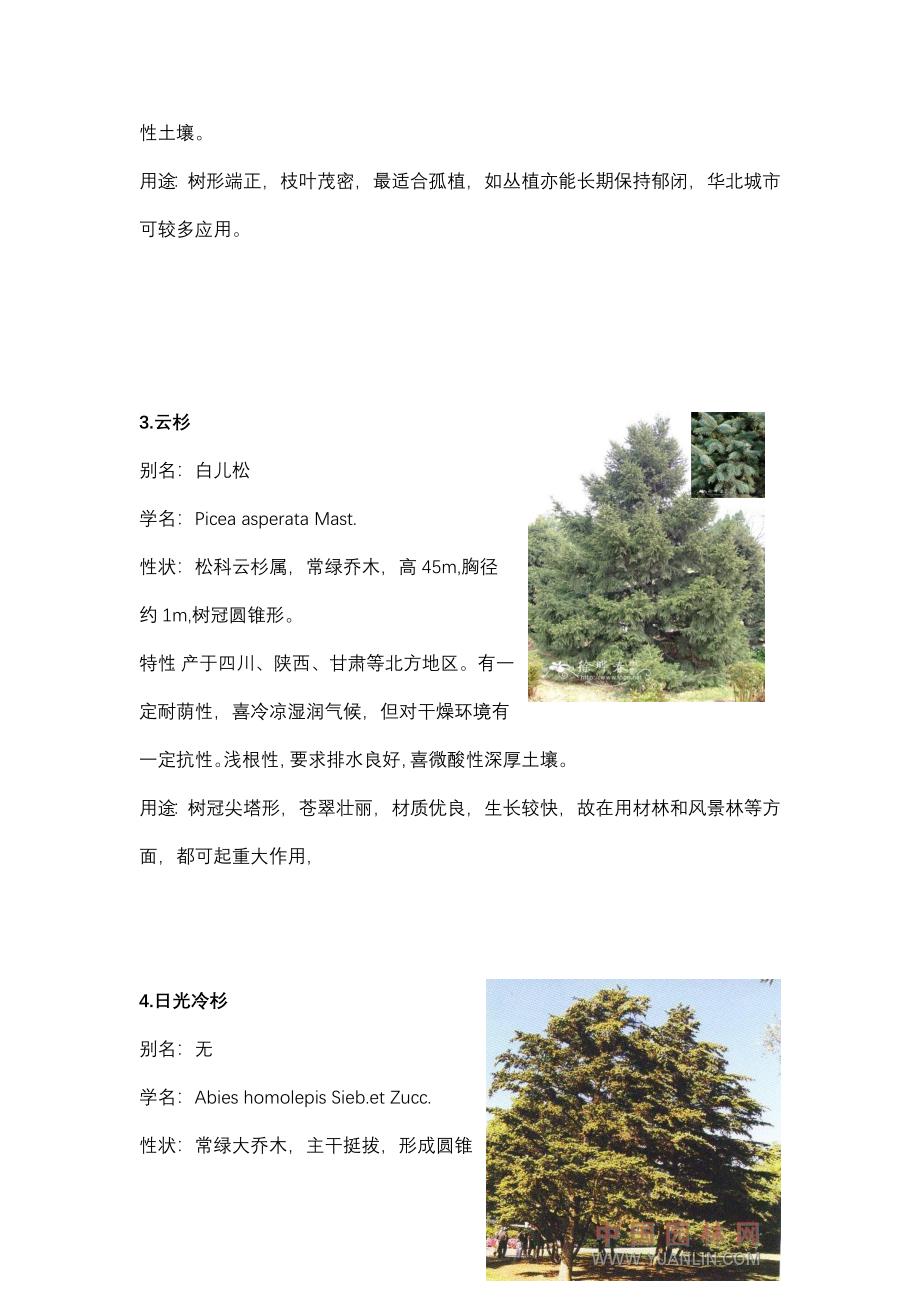 【精选】北方园林绿化常用植物-乔木_第2页