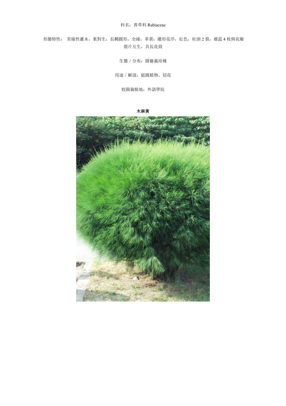 【精选】常见景观植物大全_第4页