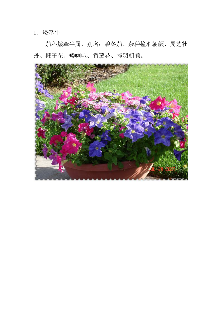 【精选】104种植物常见植物~Koyamalee_第1页