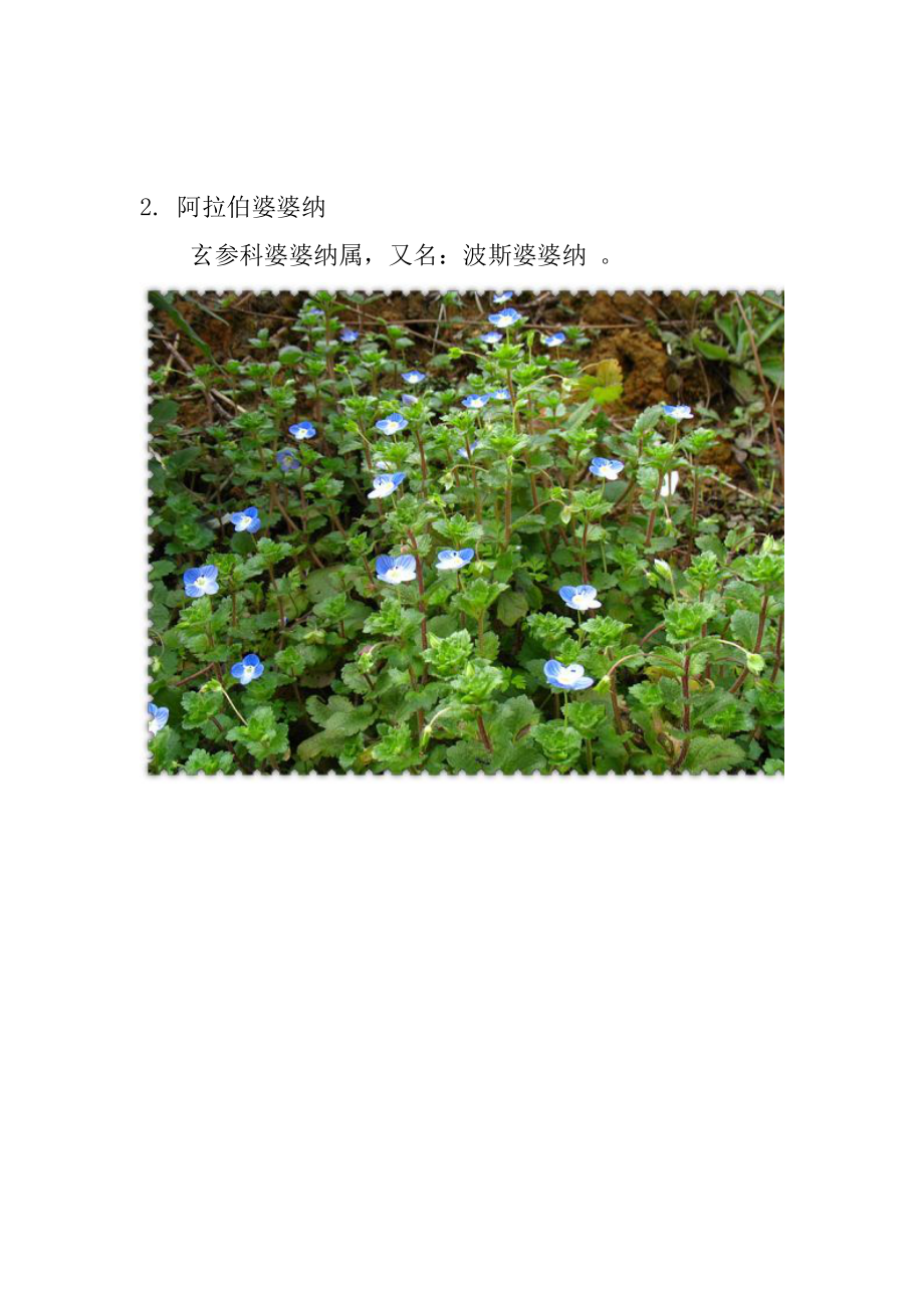 【精选】104种植物常见植物~Koyamalee_第2页