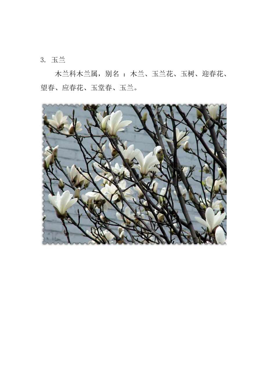 【精选】104种植物常见植物~Koyamalee_第3页