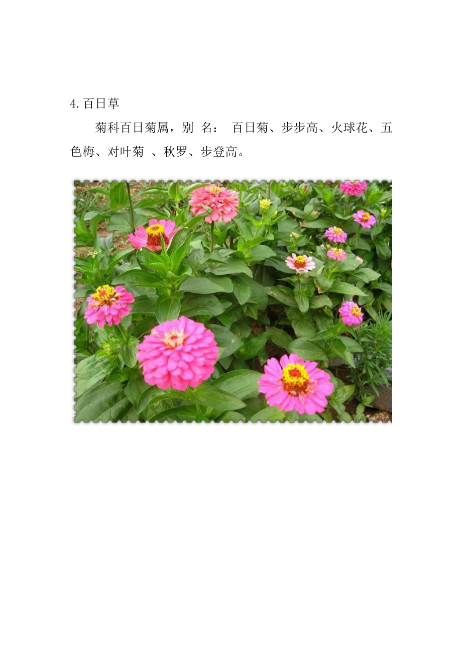 【精选】104种植物常见植物~Koyamalee_第4页
