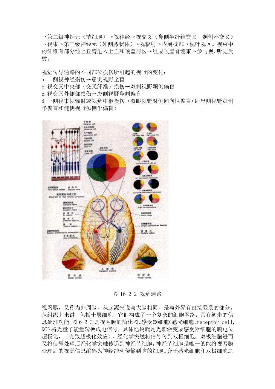 【精选】人的大脑是怎样处理信息的_第3页