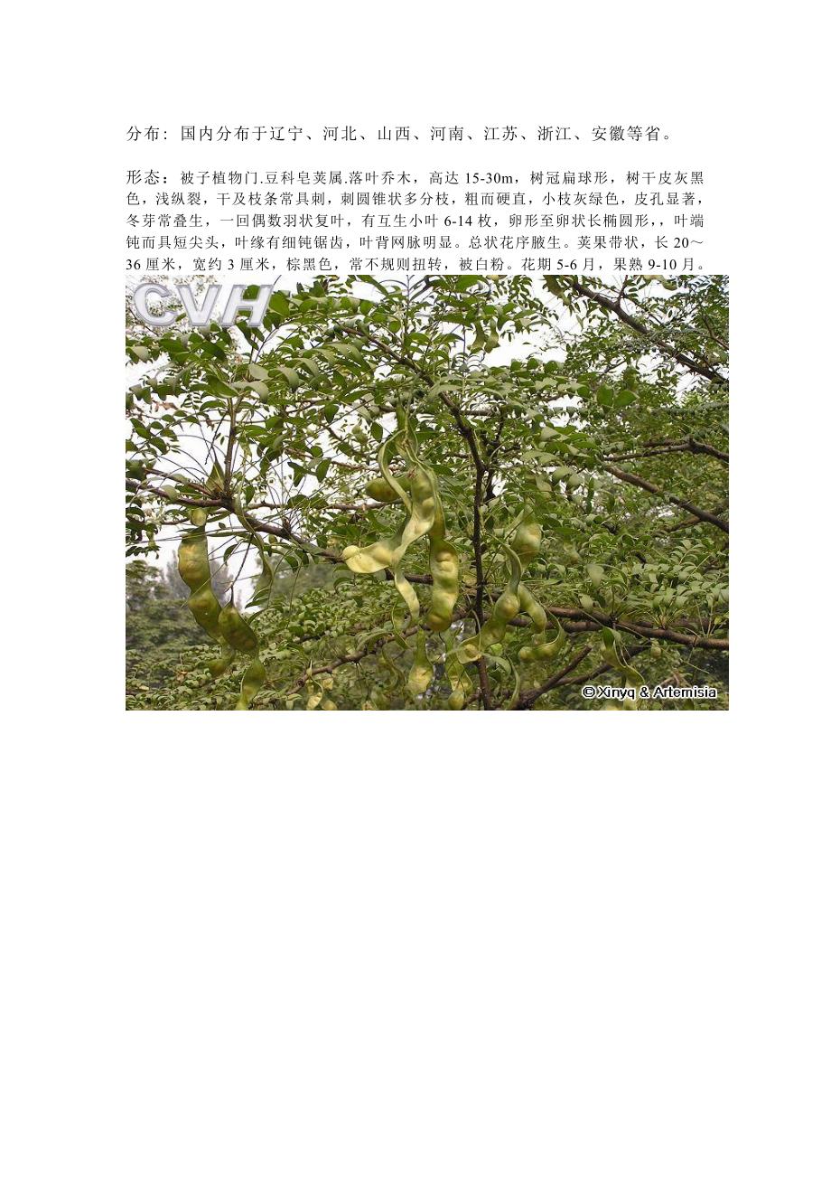 [2017年整理]园林树木 观干观形_第3页