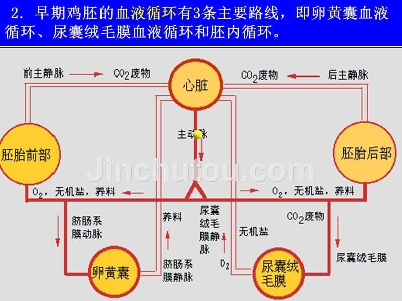 家禽孵化幻灯片_第5页