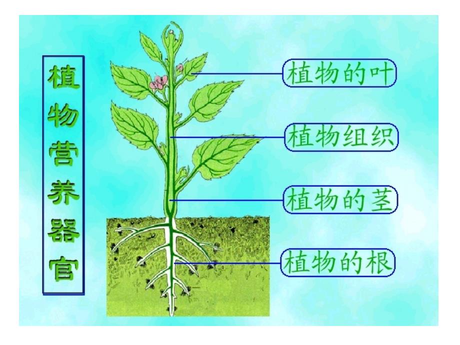 植物的营养器官幻灯片_第2页