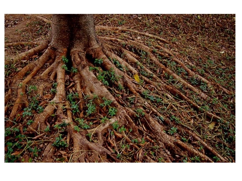 植物的营养器官幻灯片_第4页