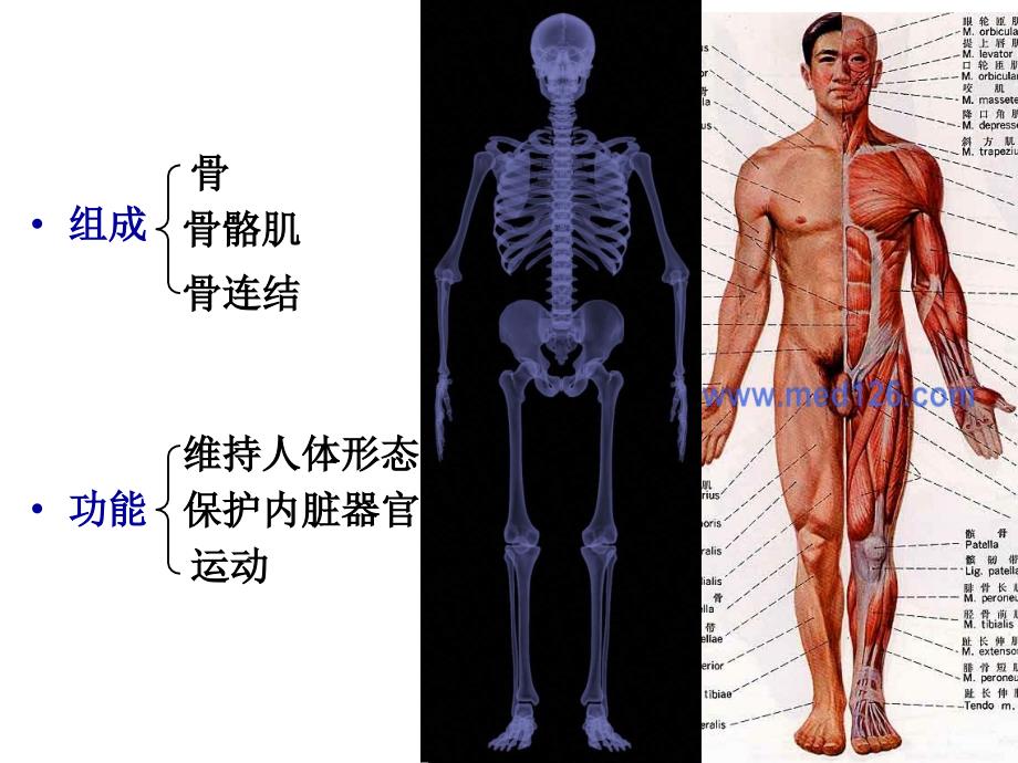 运动系统结构与功能幻灯片_第2页