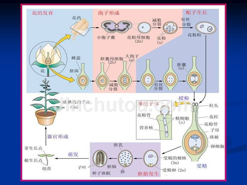 植物组织培养的基本原理幻灯片_第4页