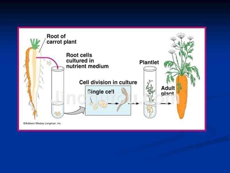 植物组织培养的基本原理幻灯片_第5页