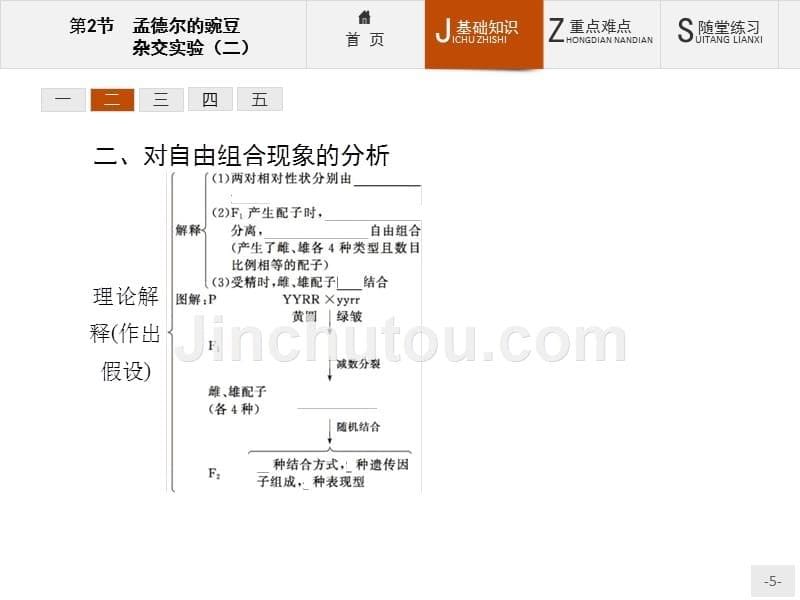 【课堂设计】2015-2016学年高一生物人教版必修2课件：1.2 孟德尔的豌豆杂交实验（二） _第5页