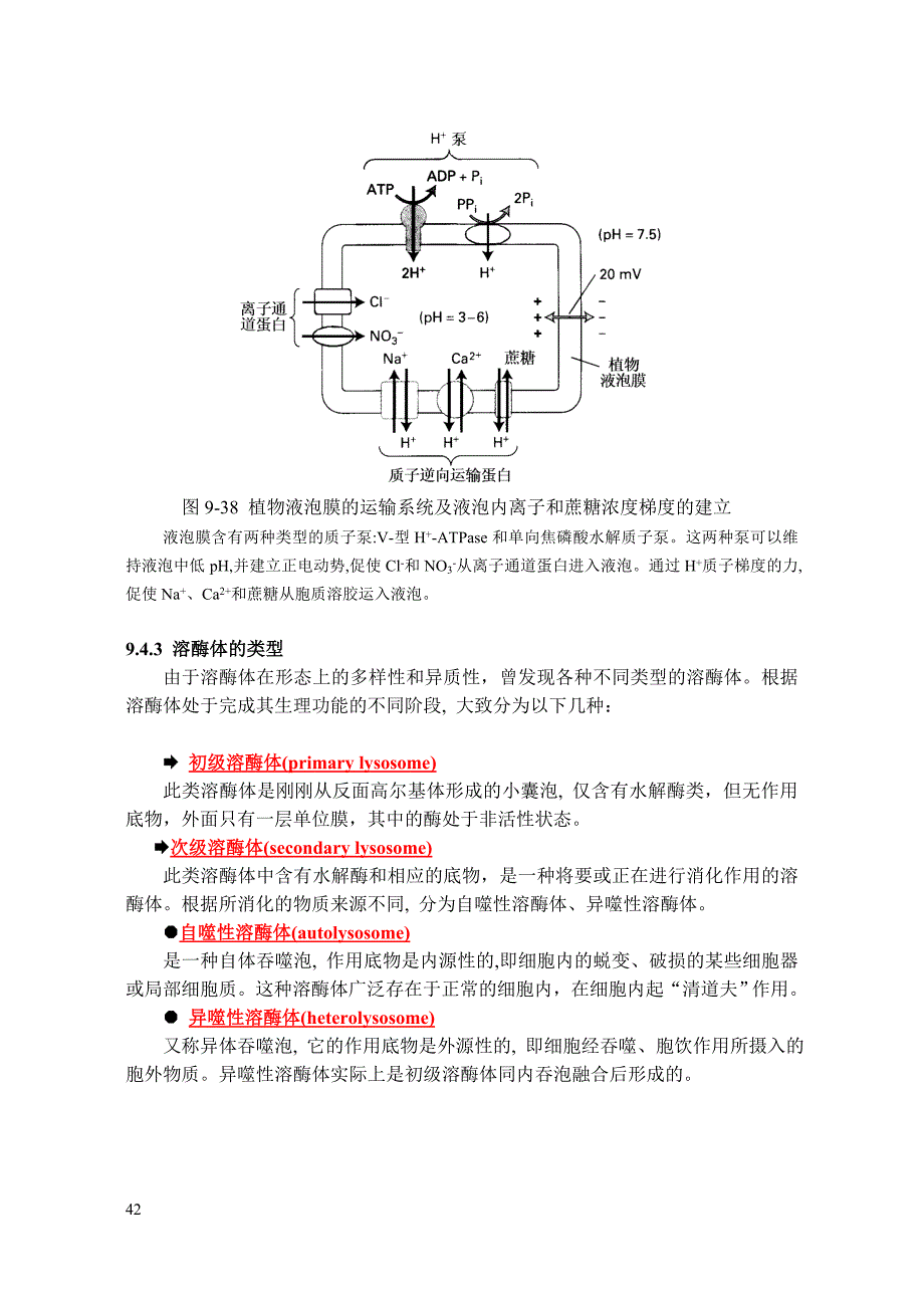 【2017年整理】内膜系统与膜运输3_第3页