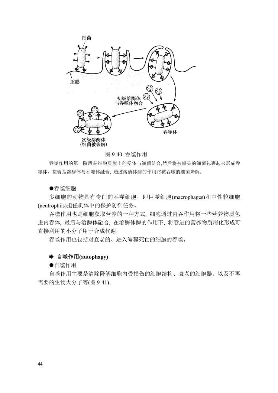 【2017年整理】内膜系统与膜运输3_第5页