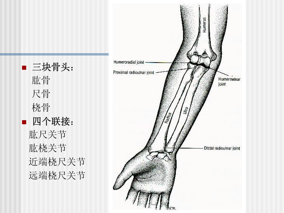 肘和前臂复合体09_第4页