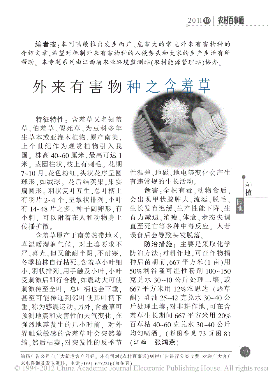 外来有害物种之含羞草_第1页