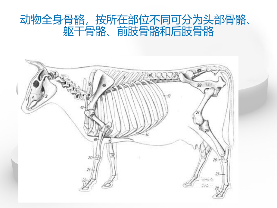 牛羊解剖生理_第2页