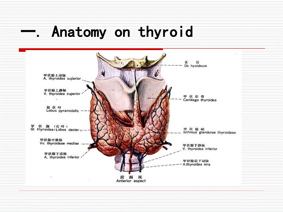 甲状腺包块((一)_第2页