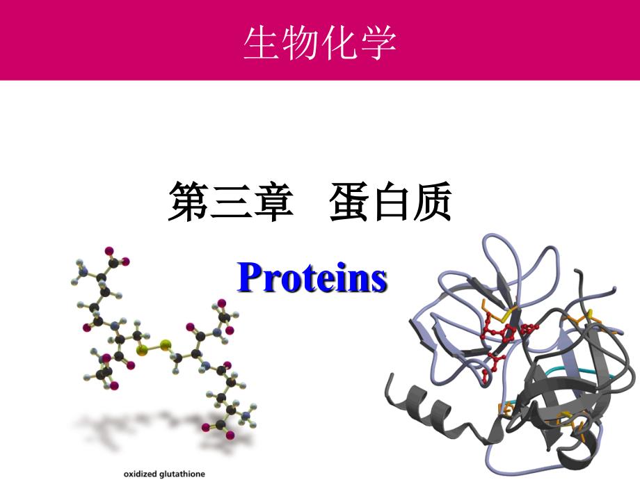 蛋白质-课件_第1页