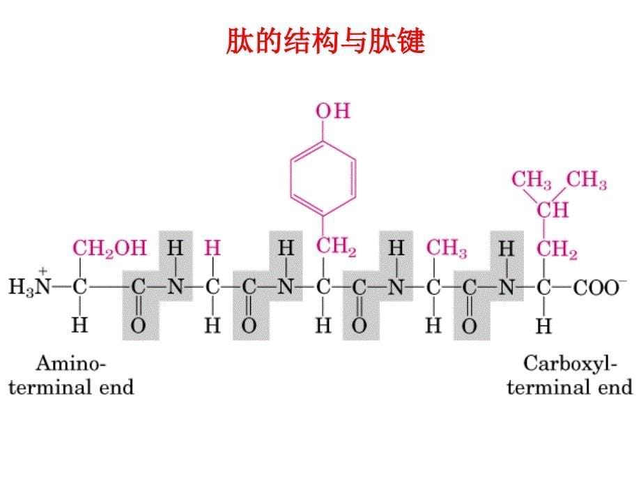 蛋白质-课件_第5页