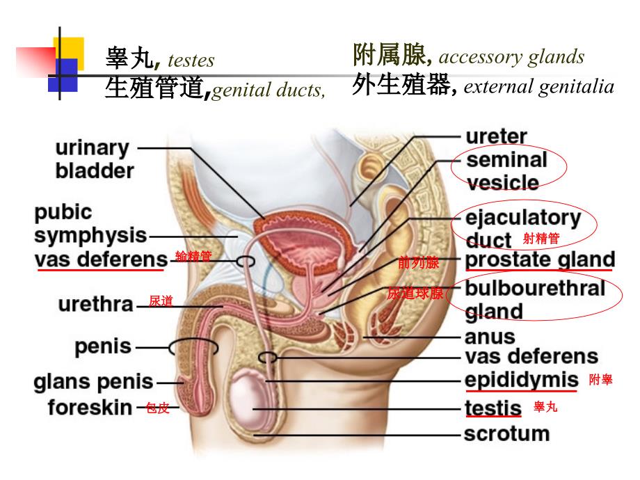 男生殖系统_第2页