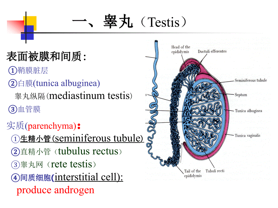 男生殖系统_第3页