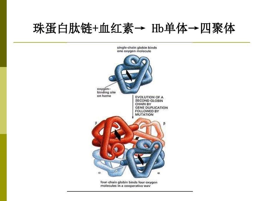 生化遗传学_第5页