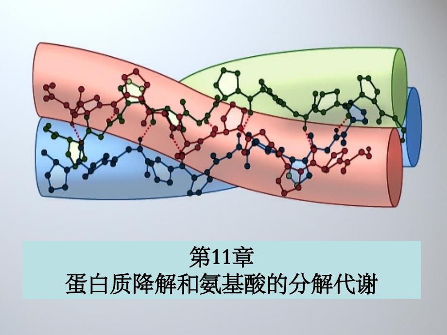 蛋白质降解和氨基酸_第1页