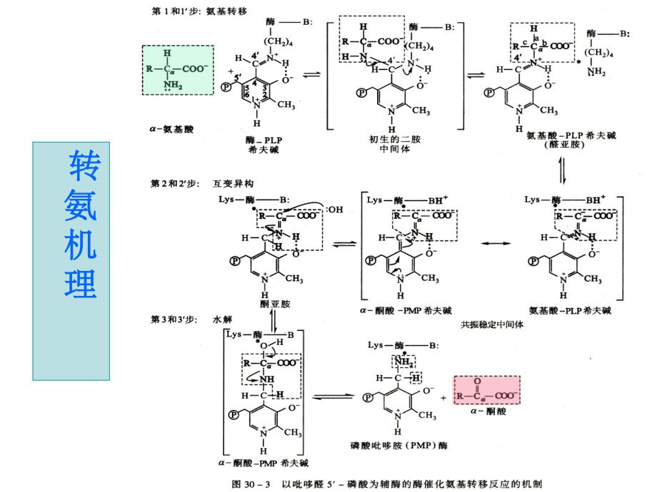 蛋白质降解和氨基酸_第3页