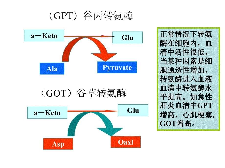 蛋白质降解和氨基酸_第5页