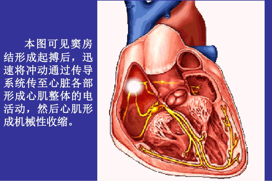 心电图产生原理课件_第3页